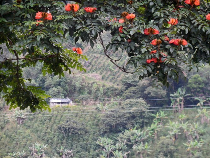 Another flower tree and coffee plants