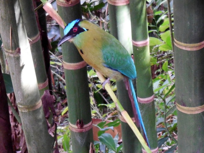 Blue-Crowned Motmot