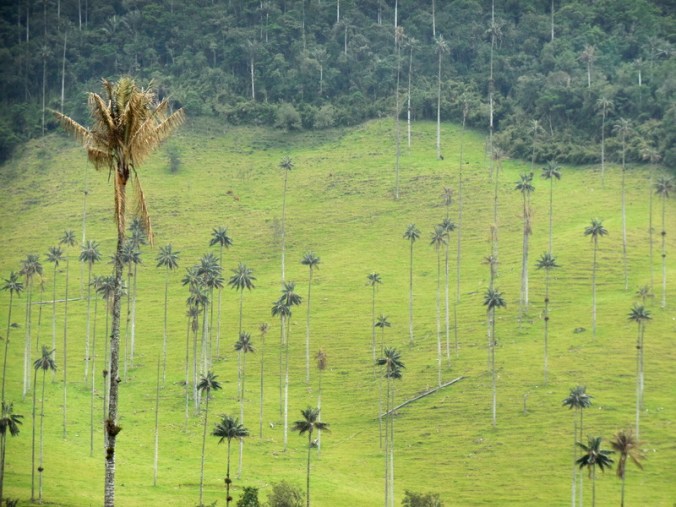 Cocora wax palms 12