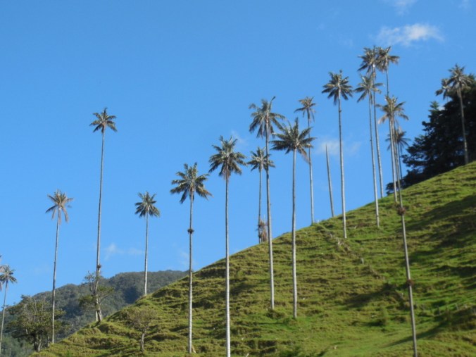 Cocora wax palms 3