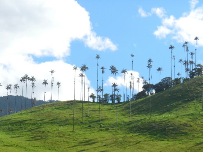 Cocora wax palms 4