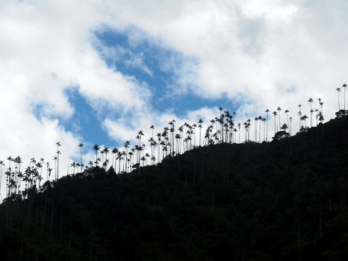 Cocora wax palms 9