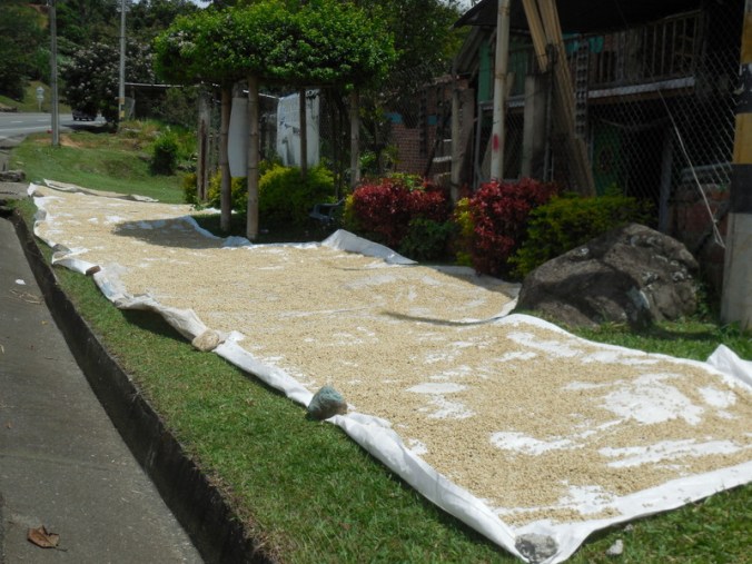 Coffee country 1