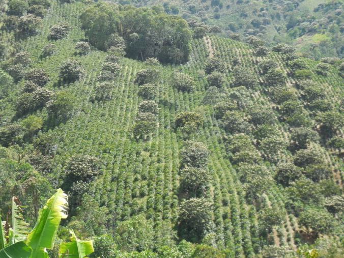 Coffee country 3