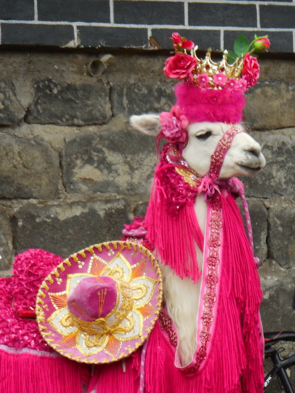 Llama at Las Lajas 1