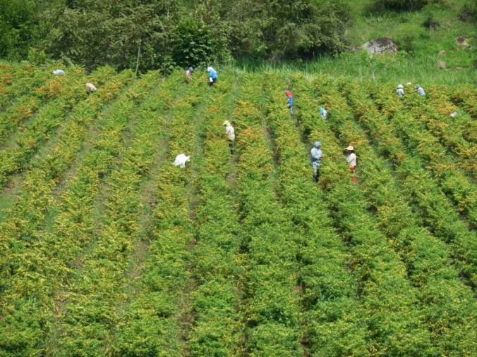 Picking bird's eye chiles