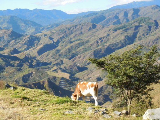 Cow and Andes
