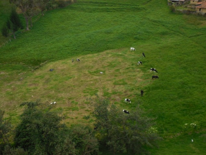 Cows eating crop circle
