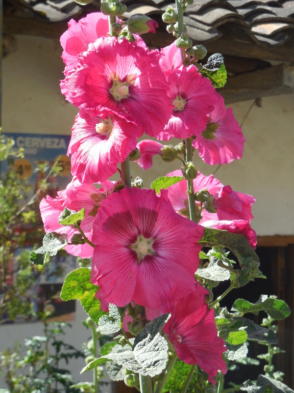 Hollyhocks 1