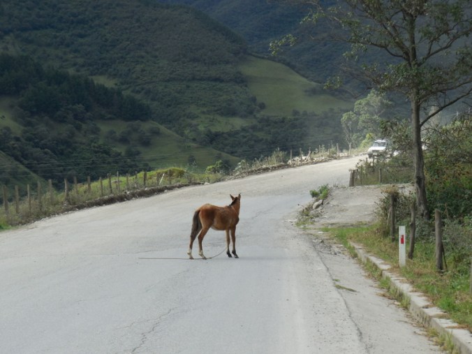 Horse lost on road