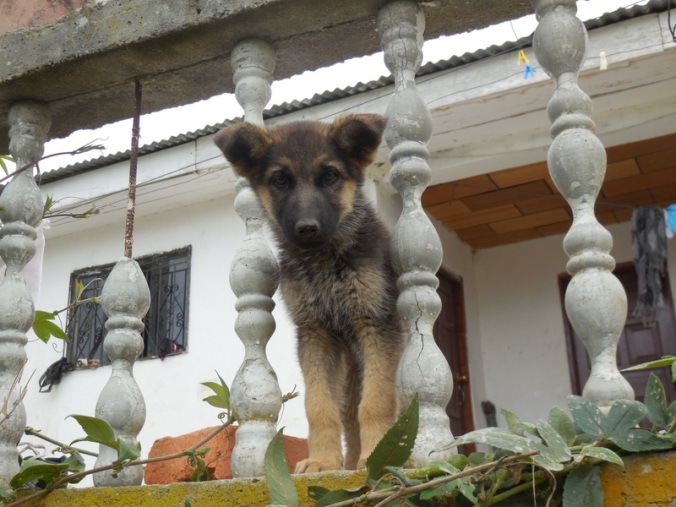 Inca puppy 1