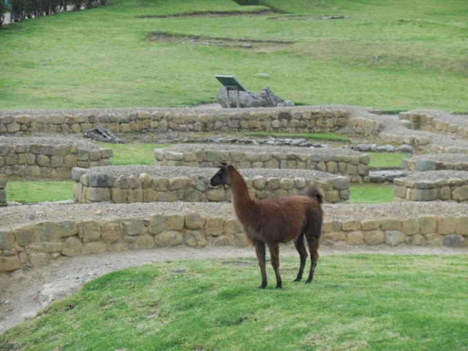 Ingapirca - llama 5