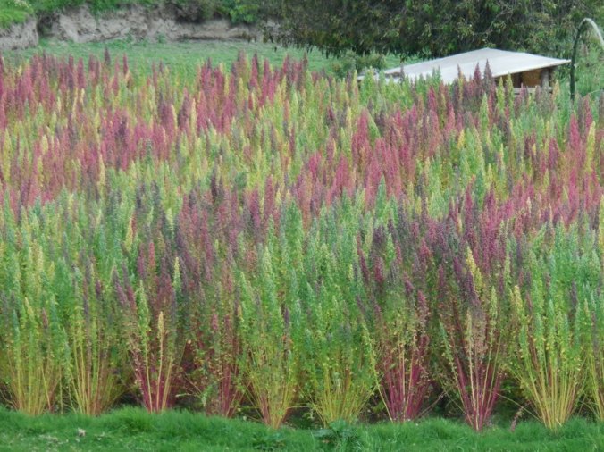Quinoa 1