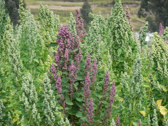 Quinoa 3