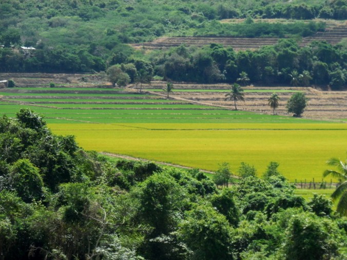 Rice fields 3