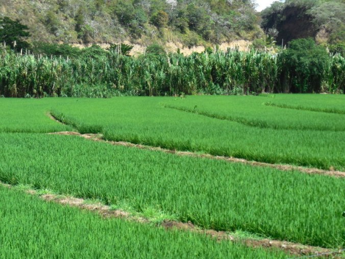 Rice fields 7