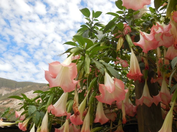 Trumpet flower - I think 1