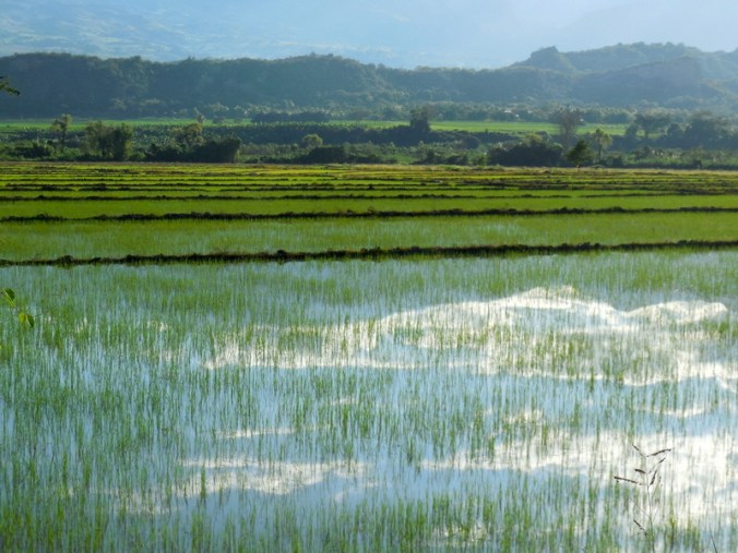 Utcubamba River rice fields 1
