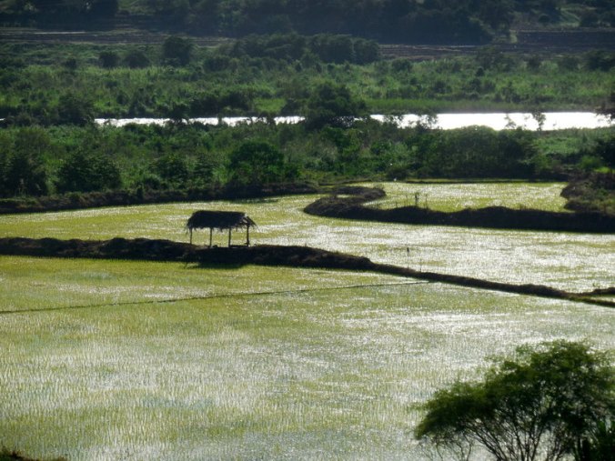 Utcubamba River rice fields 5