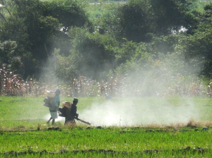 Utcubamba River rice spray