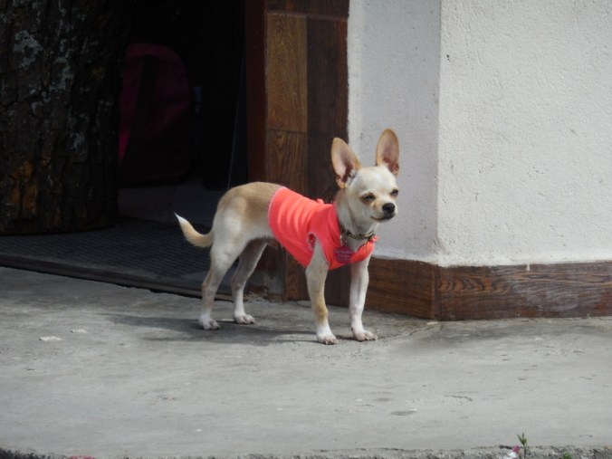 Vilcabamba dog