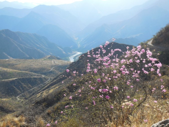 Andes view with flower 2