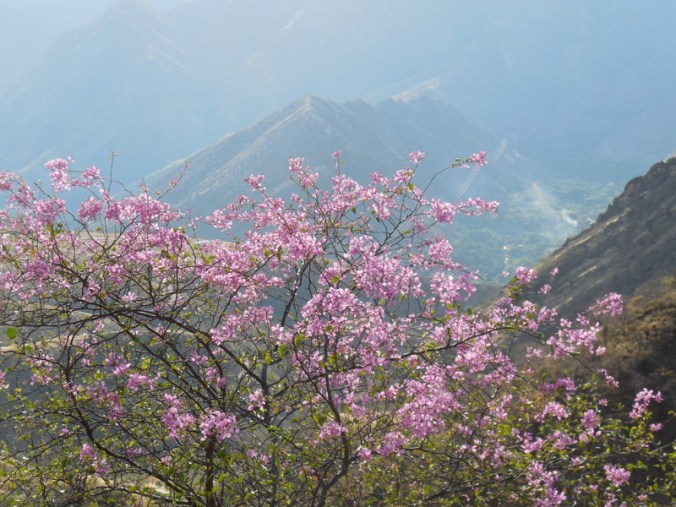 Andes view with flower