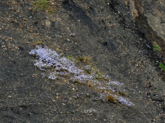 Flowers fighting the minig