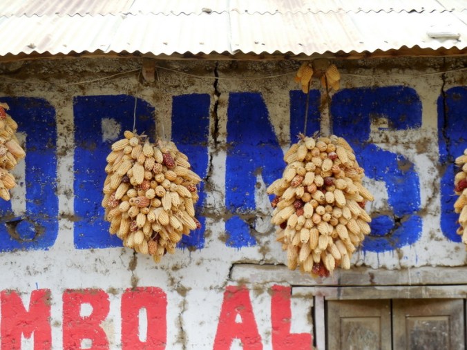 Good corn harvest this year 1