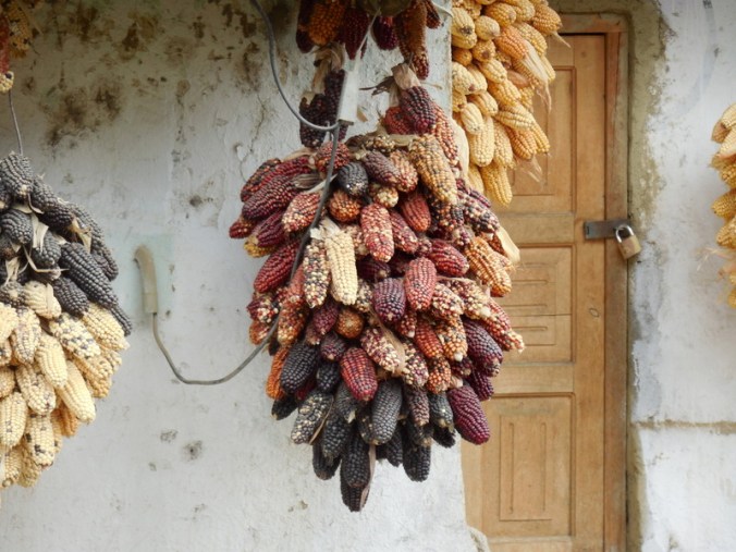 Good corn harvest this year 3