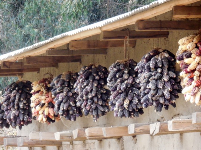 Good corn harvest this year 4