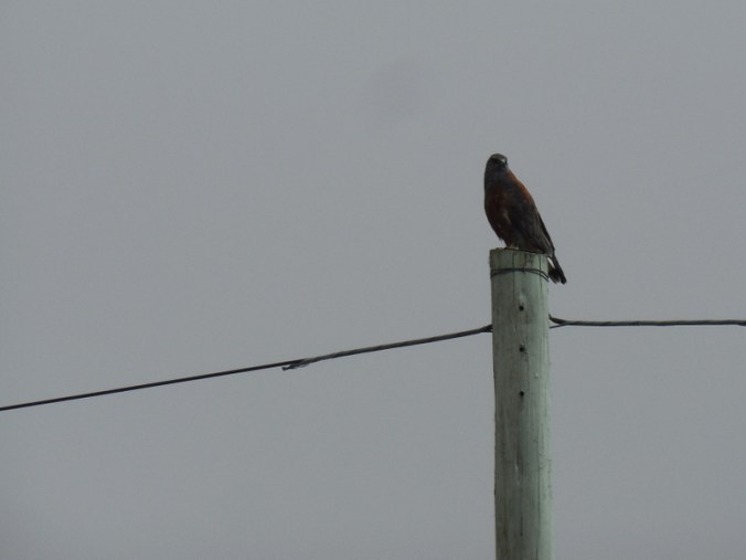 Hawk on foggy morning 2