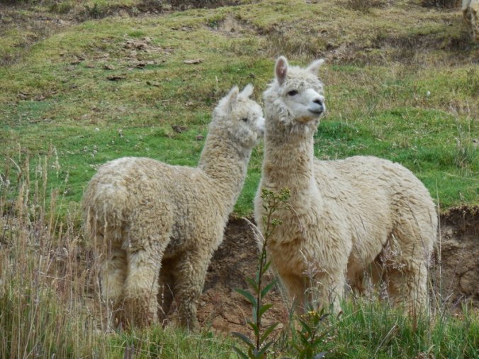 Llama 2