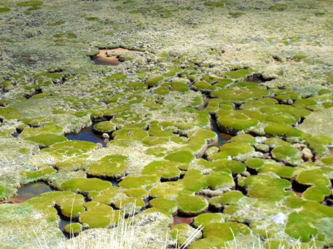 Mountain moss near first summit 1