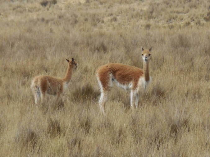 Vincuna 2