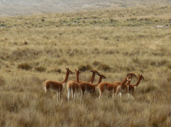 Vincuna 9