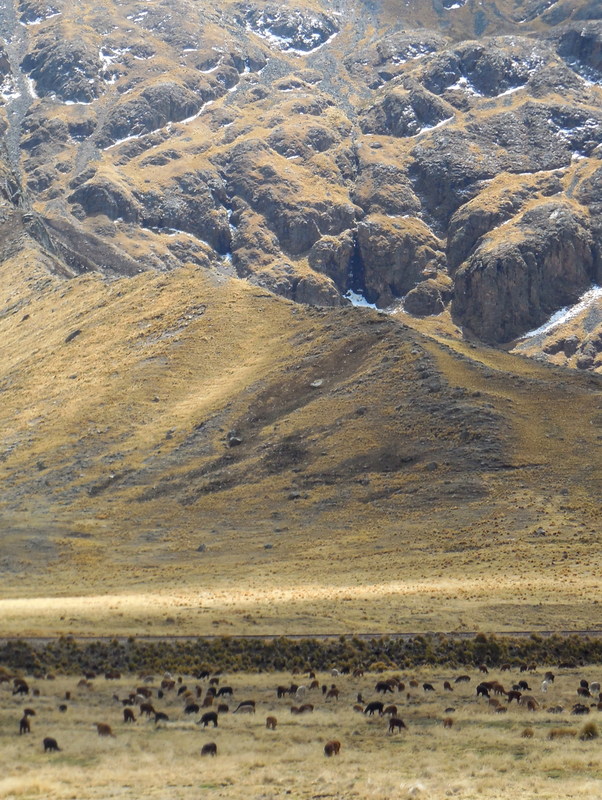 Andes view with alpaca