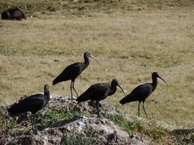 Black Ibis