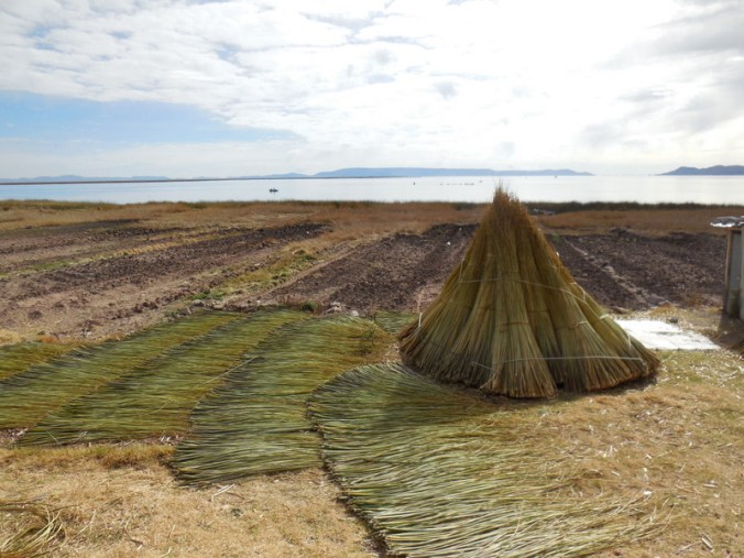 Cut reeds on the shore of Lake Titicaca 1