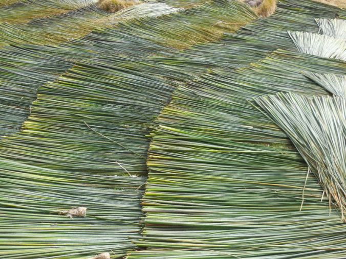 Cut reeds on the shore of Lake Titicaca 3