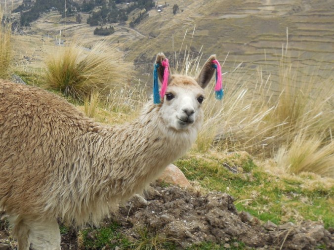 Llama 3