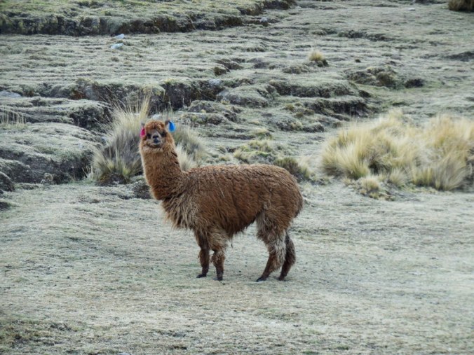 Llama 5