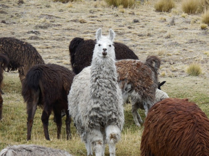Llamas 3