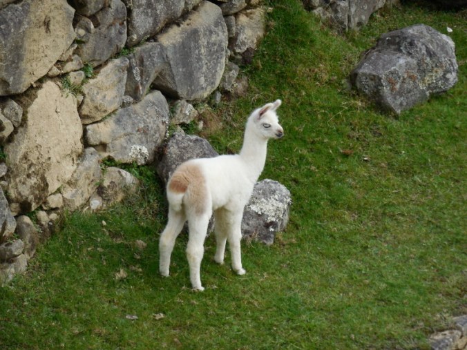 Machu Picchu llama 3