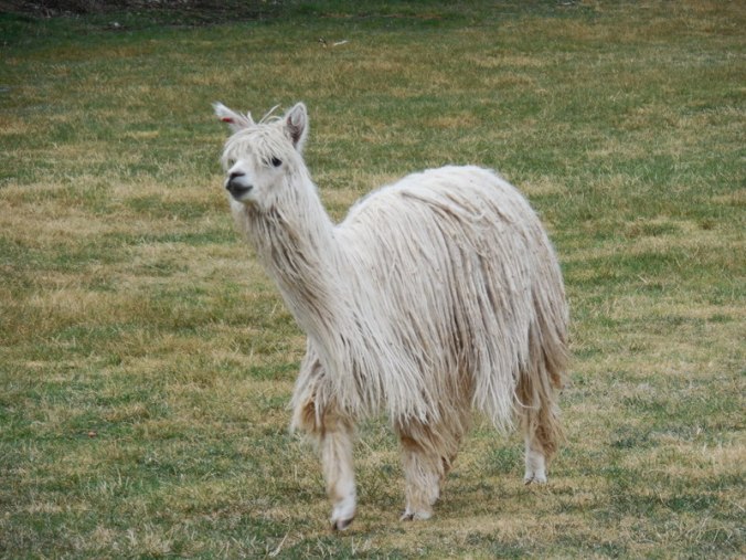 Sacsayhuamán llama 1