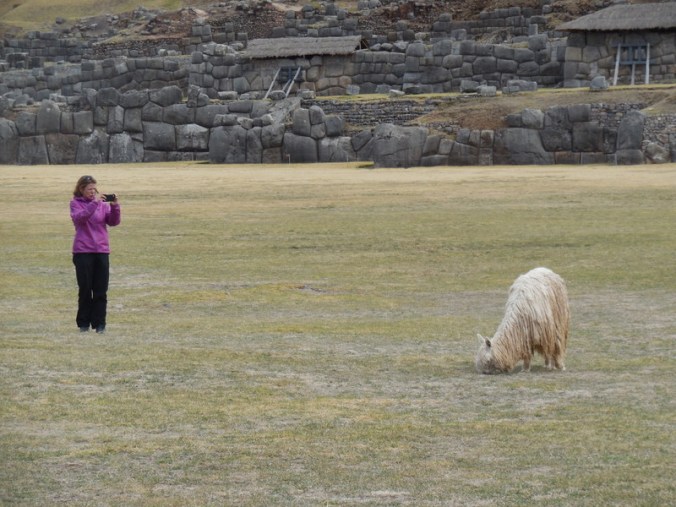 Sacsayhuamán llama stalker