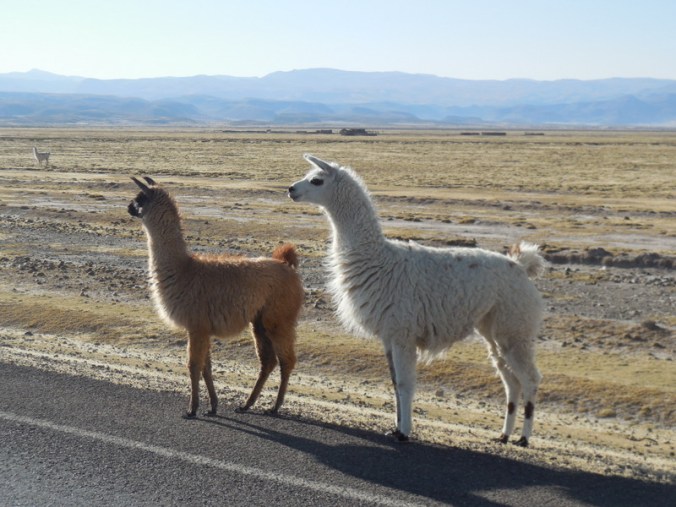 Alpacas traffic jam 5