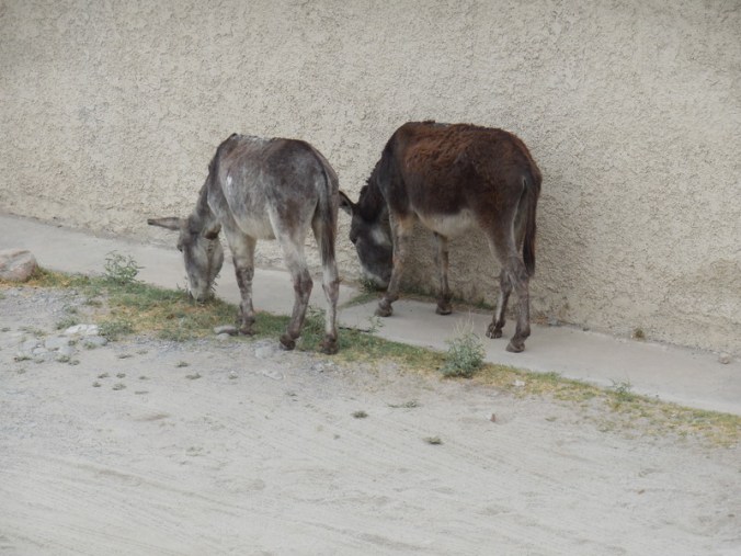 At out hostal - neighbours