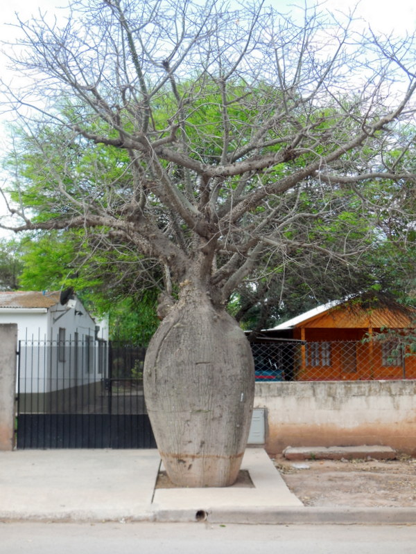 Boab tree perhaps