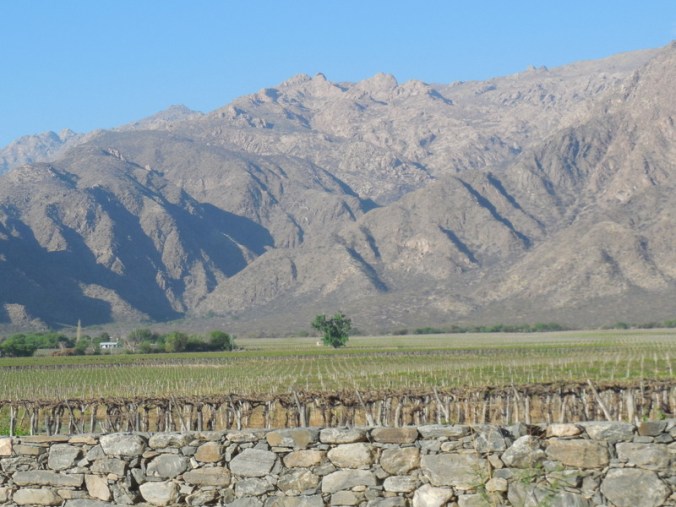 Cafayate vinews 3